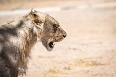 Close-up of lion