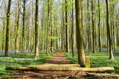 Trees growing in forest