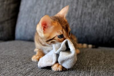 Close-up of a cat looking away