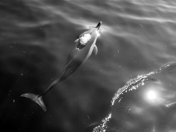 Dolphin, near groix