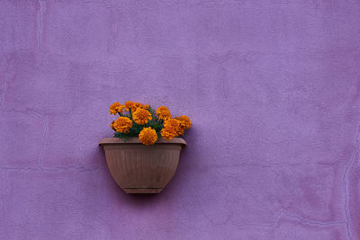 Flower pot on potted plant against wall