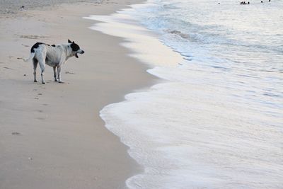 Dog on beach