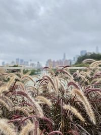 Close-up of plants growing on field against sky