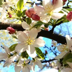 Low angle view of apple blossoms in spring