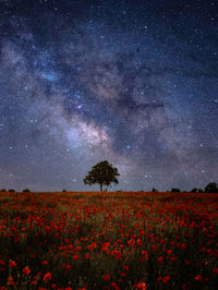 Scenic view of flowering trees on field against sky