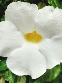 Close-up of white flowers