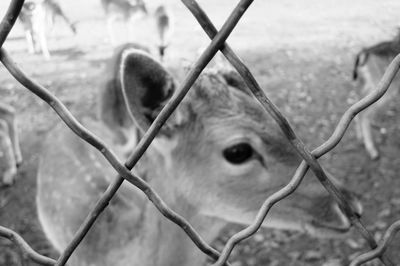 Close-up of horse in cage