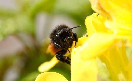 Wild bee on yellow flower