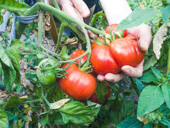 Close-up of tomatoes growing on plant