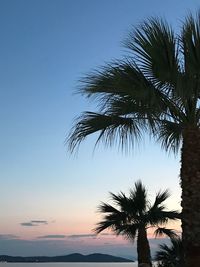 Low angle view of palm tree against clear sky