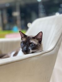 Siamese cat, domestic cat, large cat, pet, asian cat, thailand cat, wichianmat landrace