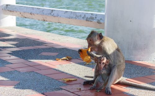 Monkey sitting on retaining wall