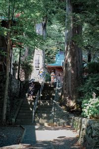 People on steps amidst trees