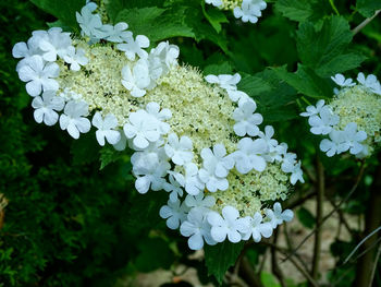 Close-up of white flowering plant in park