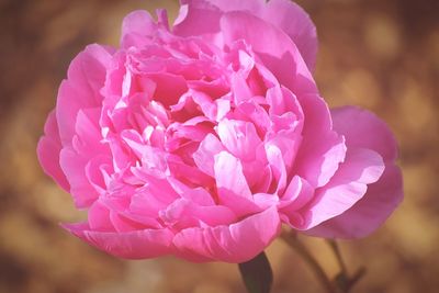 Close-up of pink rose blooming outdoors