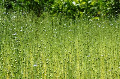 Full frame shot of wet grass