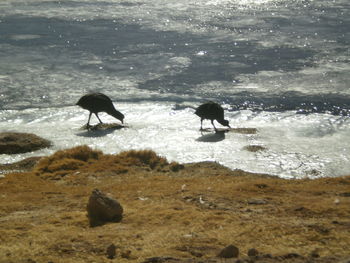 Scenic view of beach