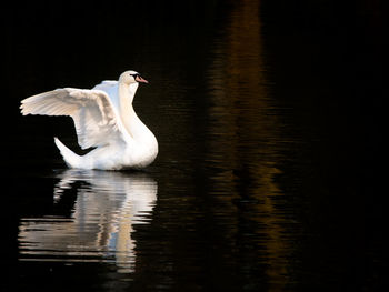 White swan with wings spread in lake, evening light reflection, cygnus olor