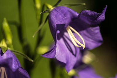 Close-up of purple iris blooming outdoors