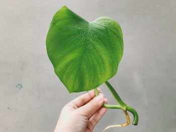 Close-up of hand holding leaves