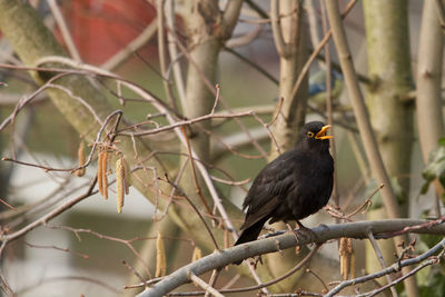 Close-up of bird perching on branch