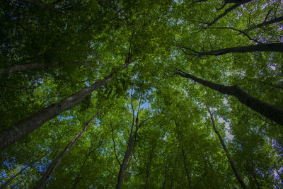 Low angle view of bamboo trees in forest