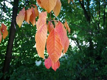 Close-up of orange leaf hanging on tree