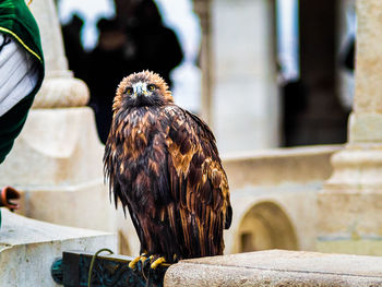 Close-up of eagle perching on railing against wall