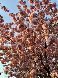 Low angle view of cherry blossoms against sky