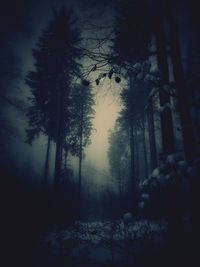 Trees in forest during winter