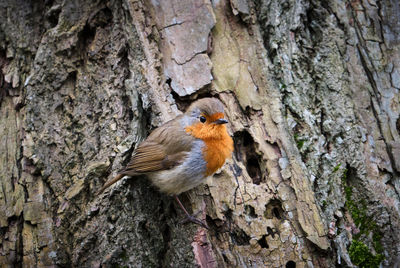 Close-up of a bird perching on tree trunk