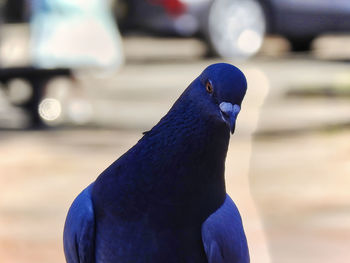 Close-up of pigeon perching