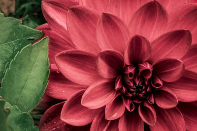 Close-up of pink dahlia