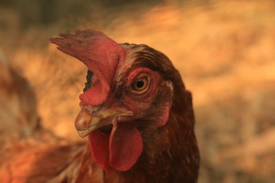 Close-up of chicken