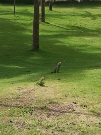 Birds perching on grass