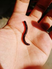 Close-up of hand holding insect