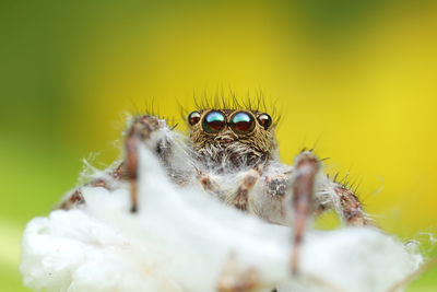 Close-up portrait of spider on flower