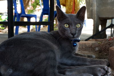 Close-up portrait of a cat