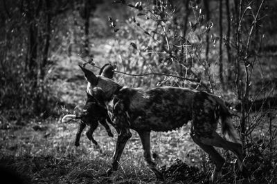 Horse standing on field