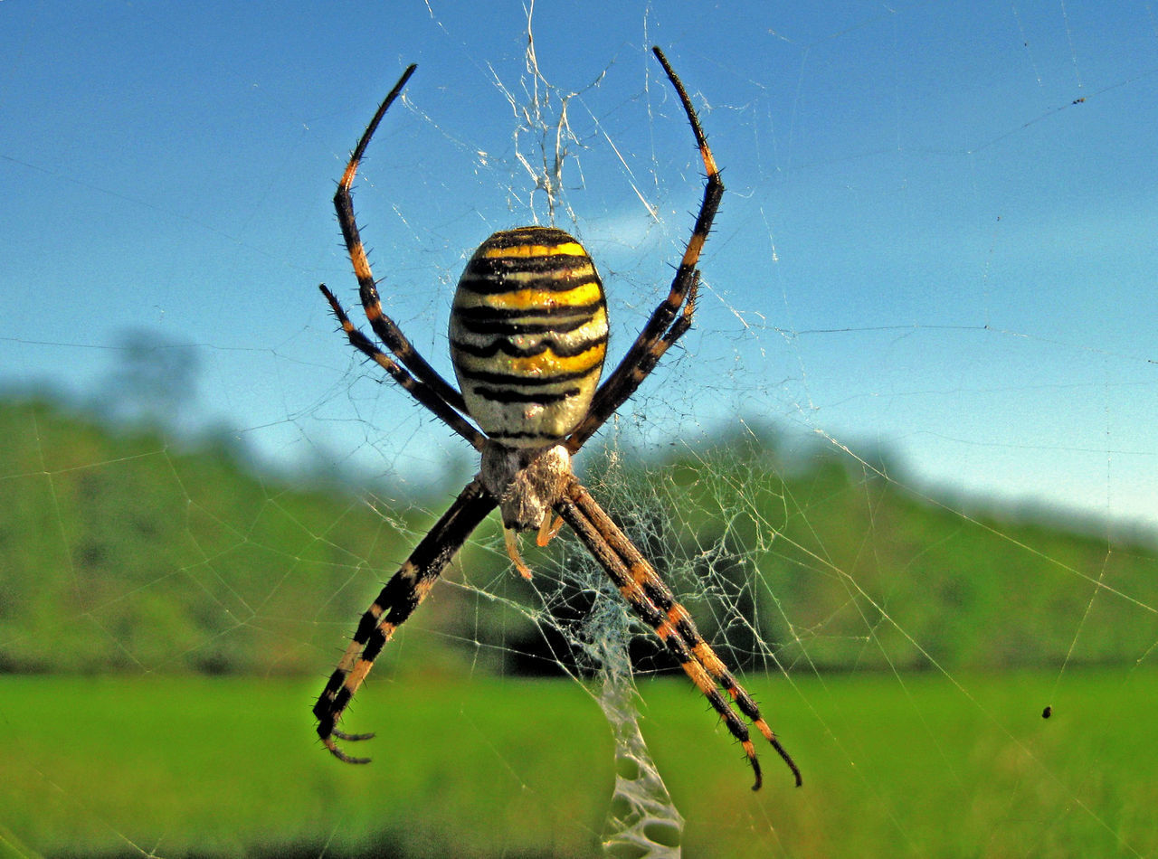 Argiope bruennichi,