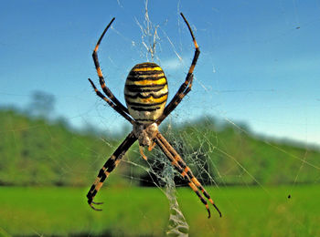 Close-up of spider on web