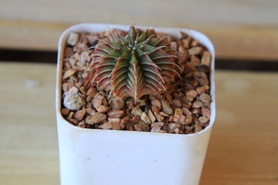 Close-up of succulent plant on table