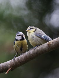 Close-up of birds perching on branch