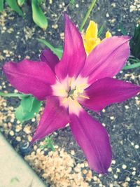 High angle view of pink flowering plant