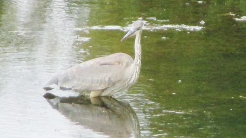 Bird in lake
