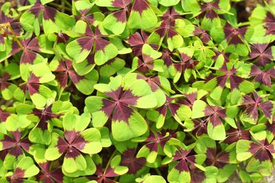 Close-up of green plant