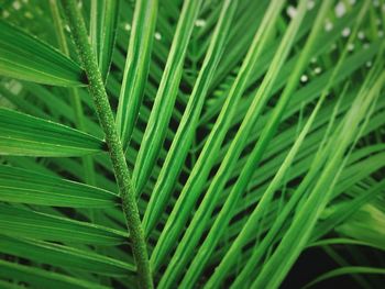 Full frame shot of fresh green plants