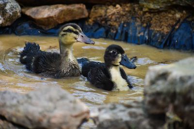 Ducks swimming