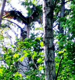 Low angle view of tree