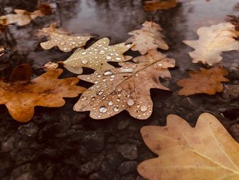 High angle view of wet maple leaves during rainy season